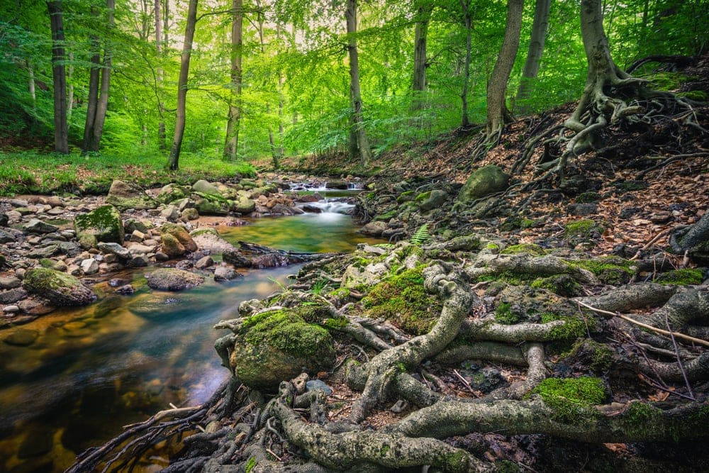 A brook in the forest of the Harz in Germany