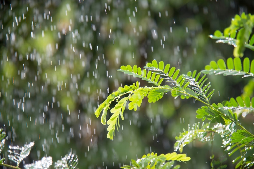 Drizzle over fern leaves