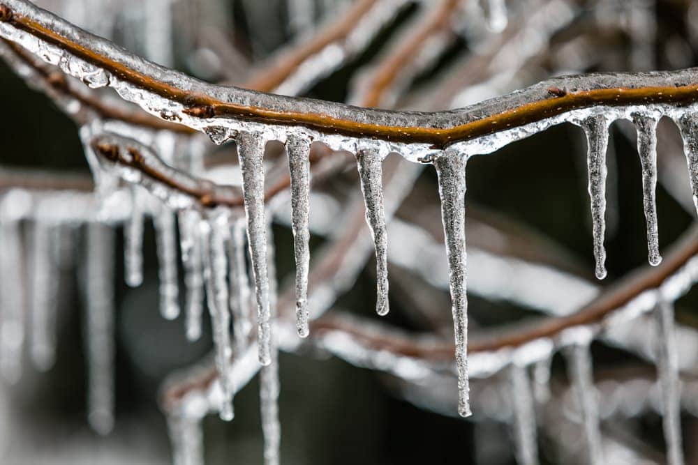 icicle on tree branches from a freezing rain