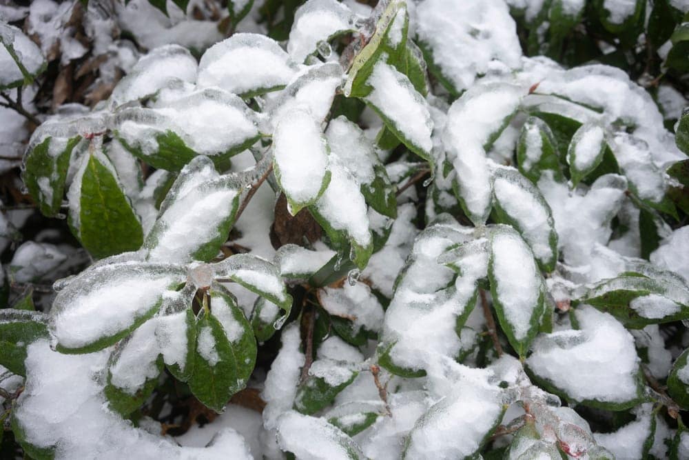 Frozen leaves after slush