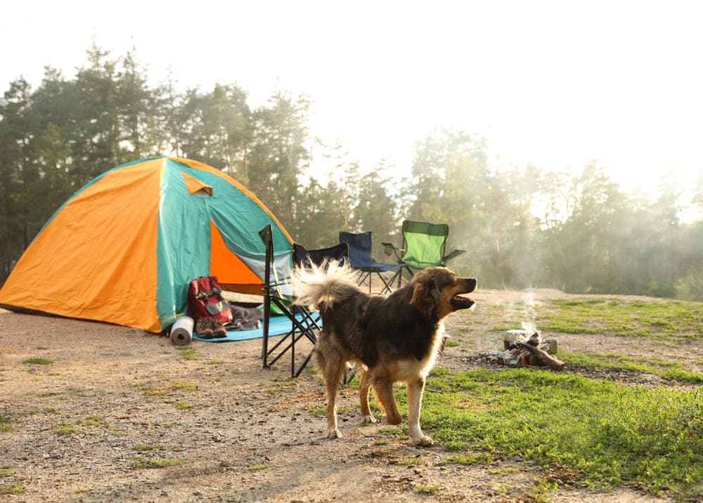 Dog barking with camping tent and camping chair behind