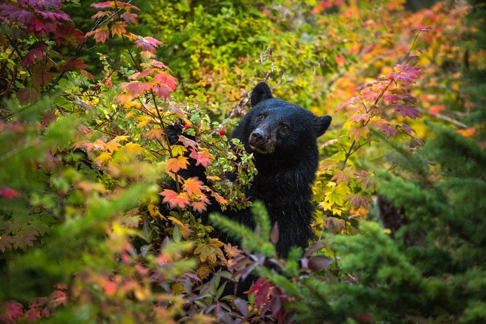 Black bear looking for food and hiding on autumn plants