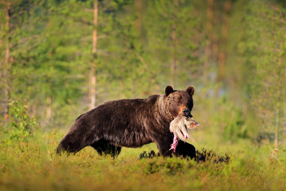 Brown bear walking out with a carcass in a bear country area