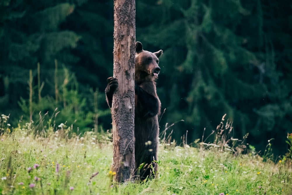 Standing brown bear holding on a tree in a bear country