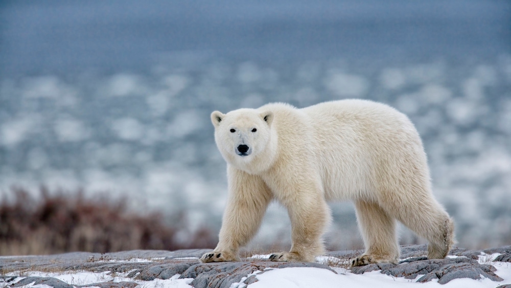Polar Bear (Ursus maritimus)
