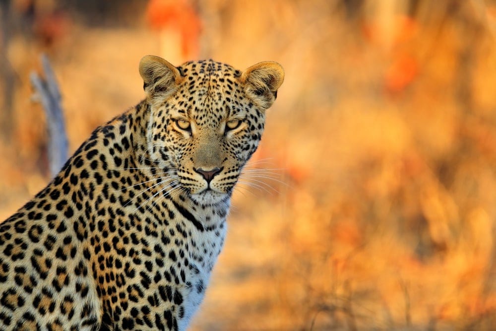 Panthera pardus pardus also known as african leopard