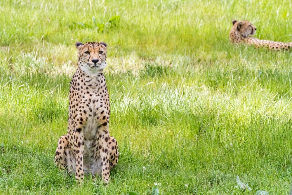 Acinonyx jubatus venaticus also known as asiatic cheetah