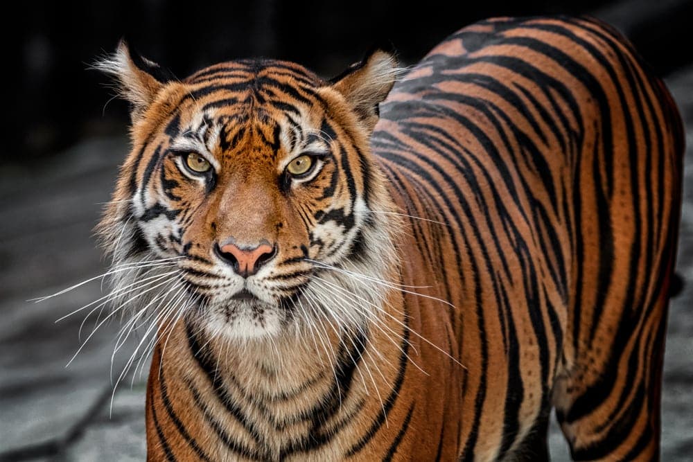 Panthera tigris sondaica or Sunda Island tiger