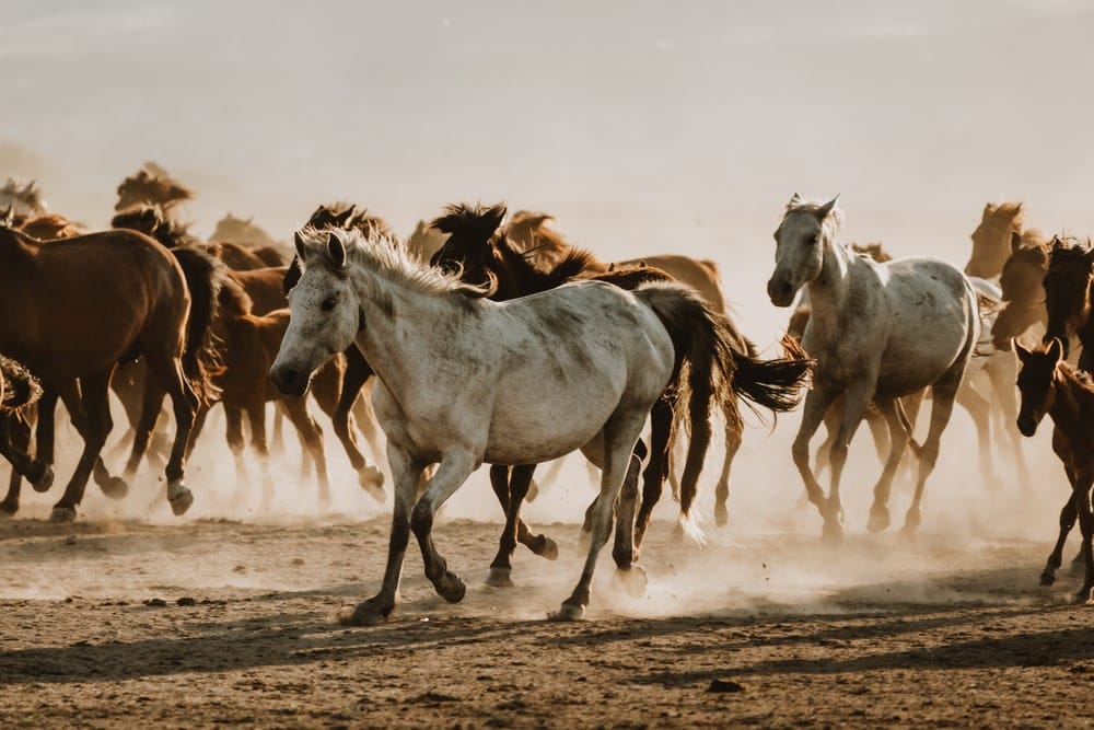 Group of horses
