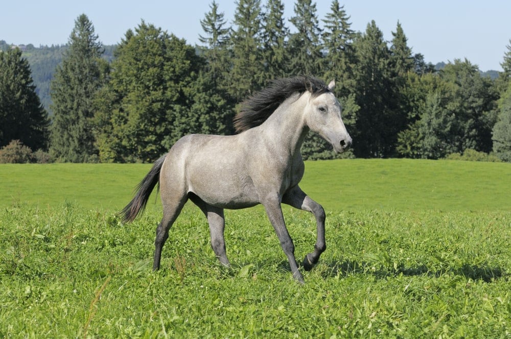 Connemara Pony