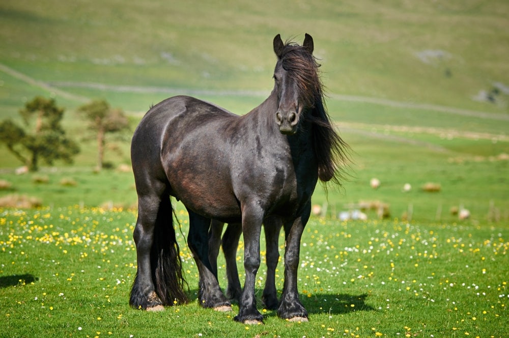 Fell Pony