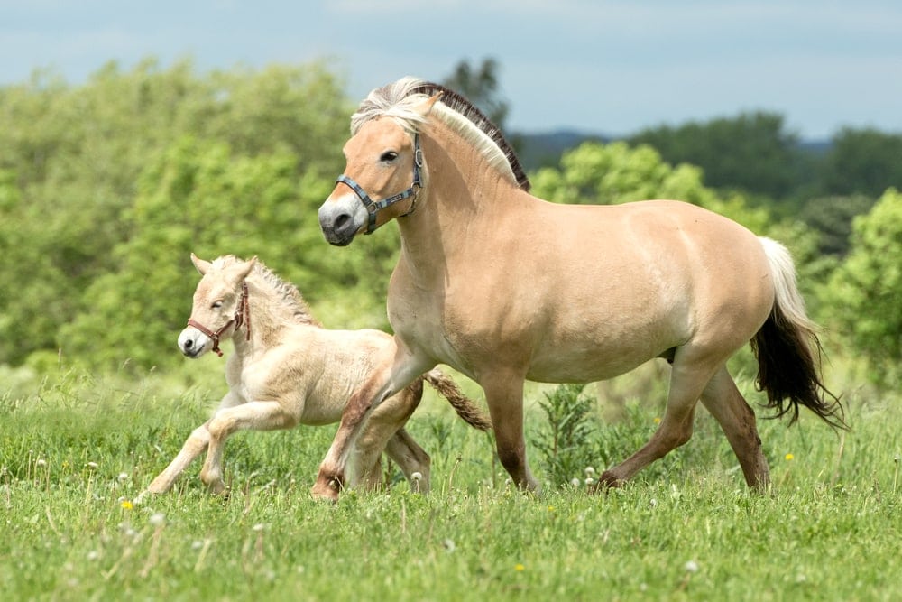 Fjord horse