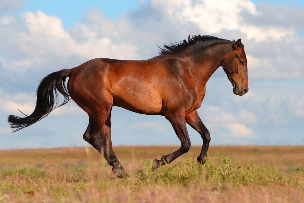 Hanoverian horse on the field