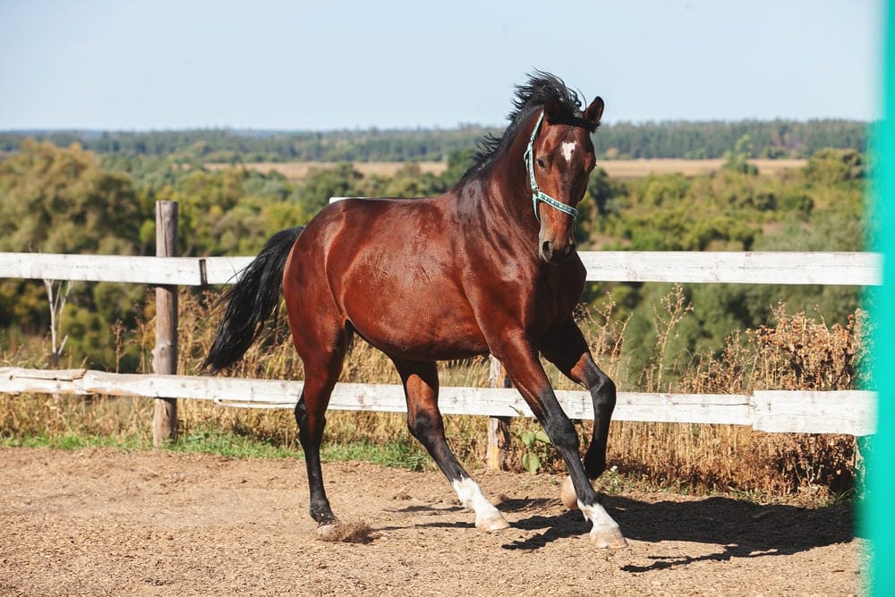 Holsteiners horse