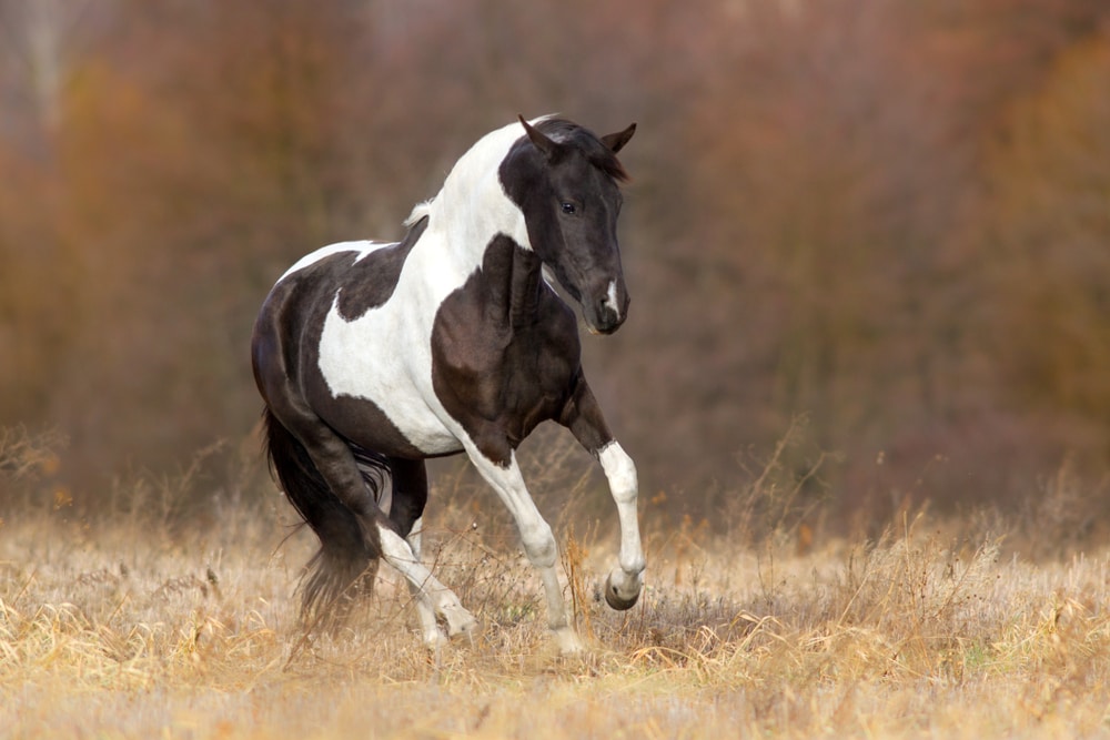 Pinto horses
