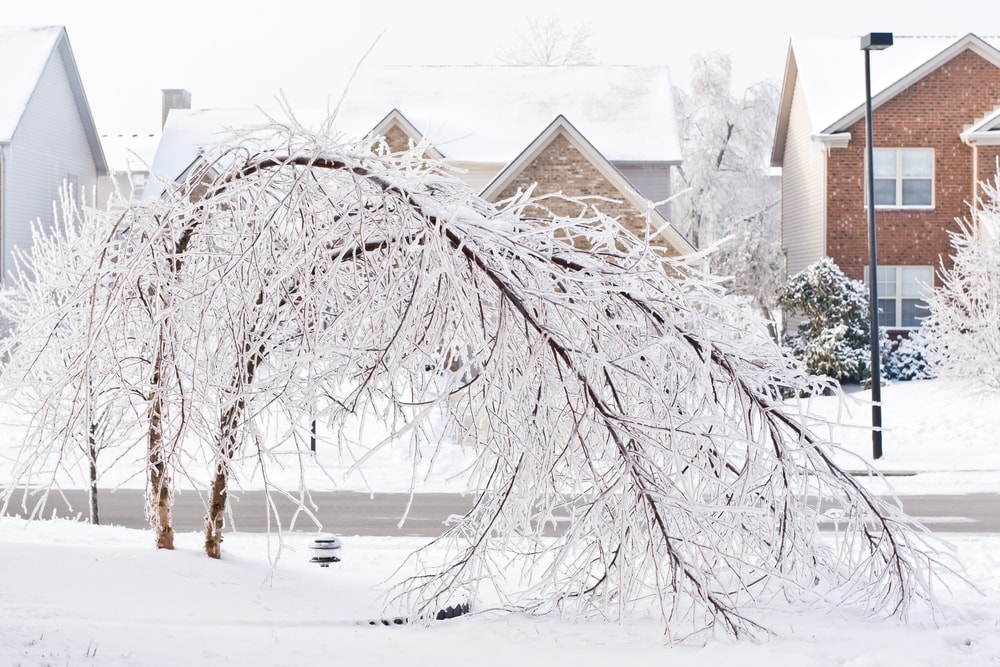 Trees bent over caused by ice storm, a type of natural disaster