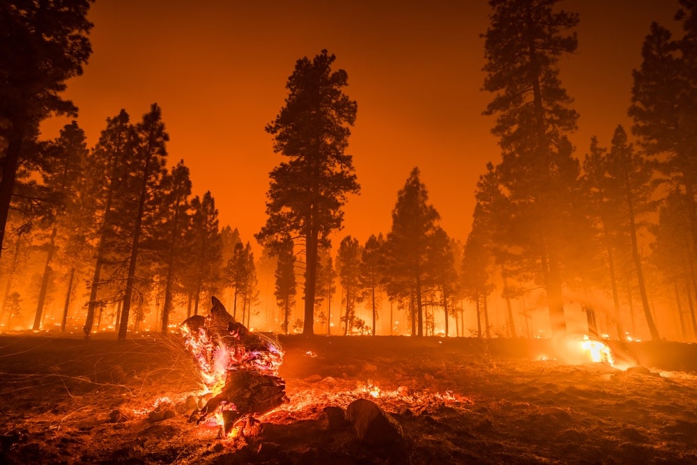 Orange sky cand pine trees burning caused by wildfires