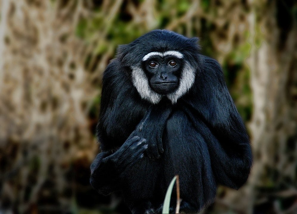 Agile Gibbon (Hylobates agilis) or black-handed gibbon
