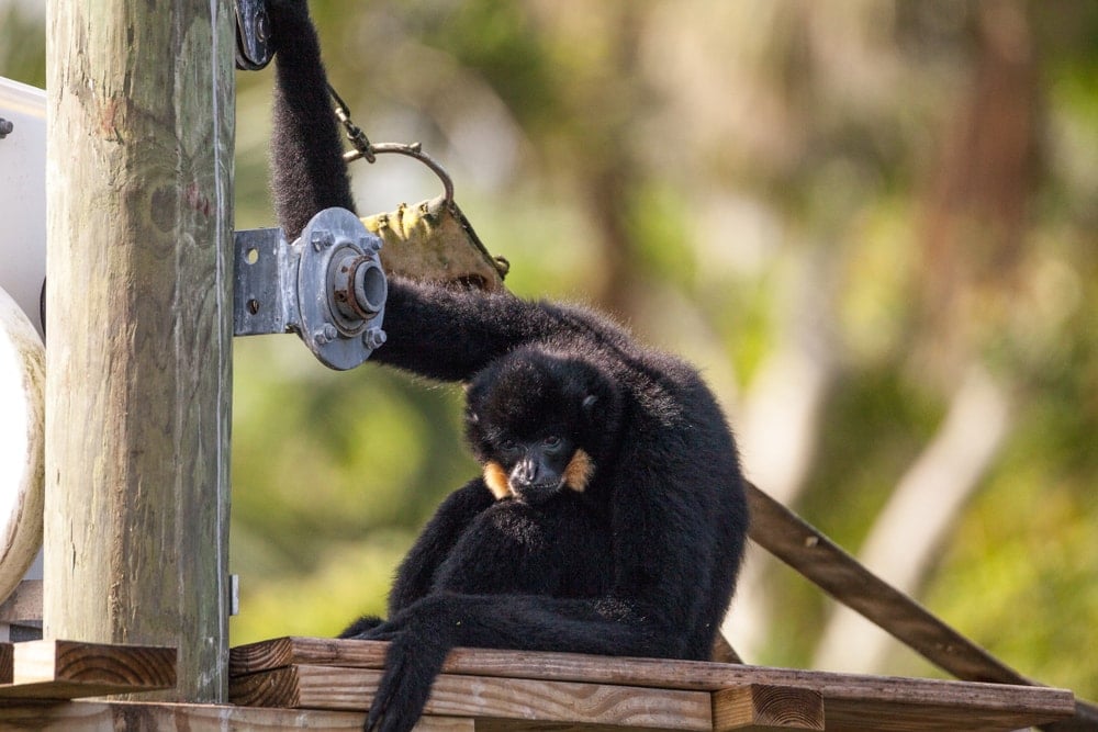 Northern buffed cheeked gibbon (Nomascus annamensis)