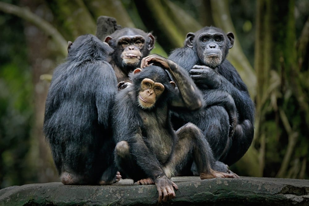 Chimpanzee (Pan troglodytes) or chimp