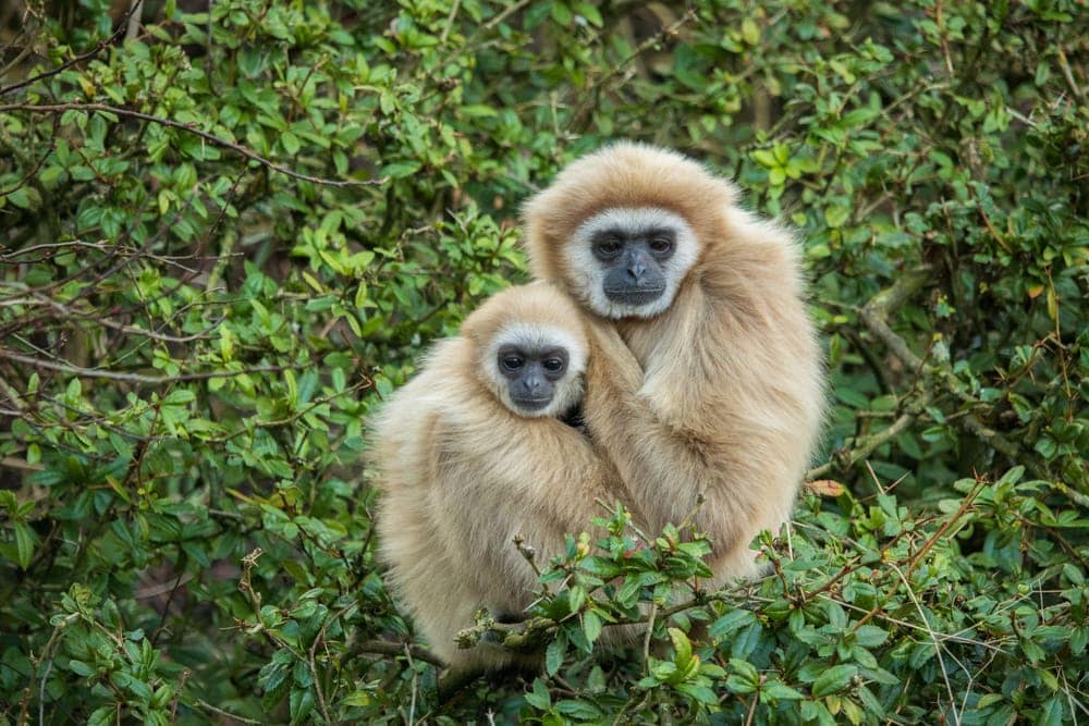 Lar Gibbon (Hylobates lar) or white-handed gibbon