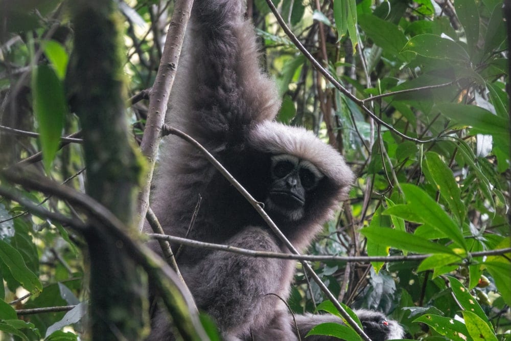 Skywalker Hoolock Gibbon (Hoolock tianxing)
