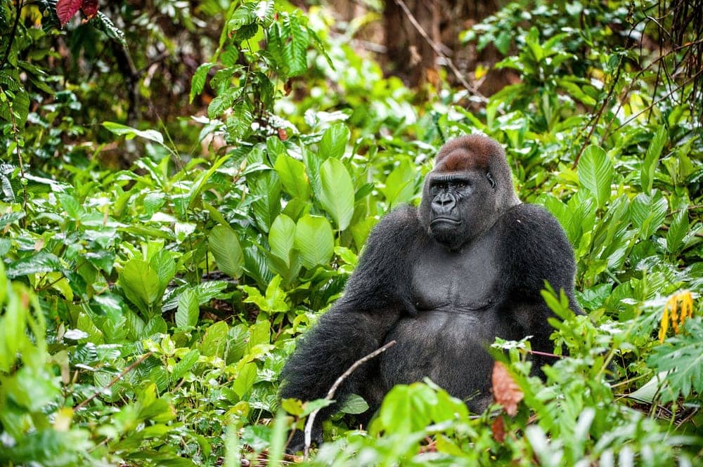 Western gorilla (Gorilla gorilla)
