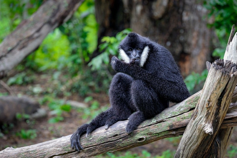 Northern white cheeked gibbon (Nomascus leucogenys)