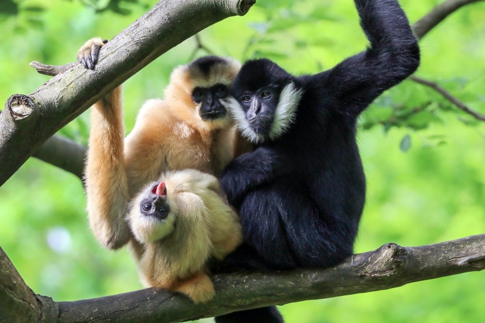 Yellow cheeked gibbon (Nomascus gabriellae)