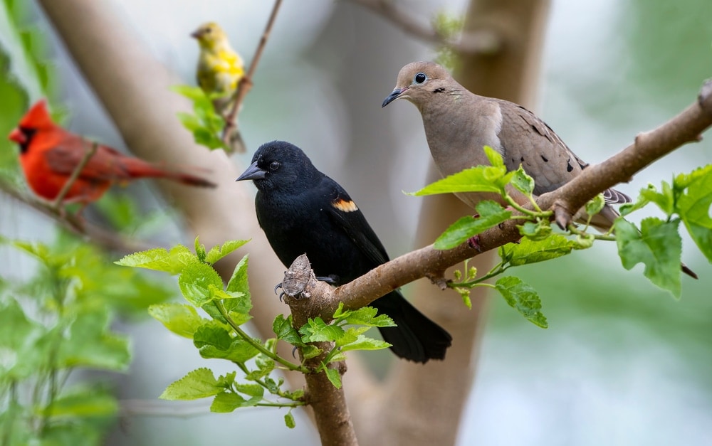 Doves on trees
