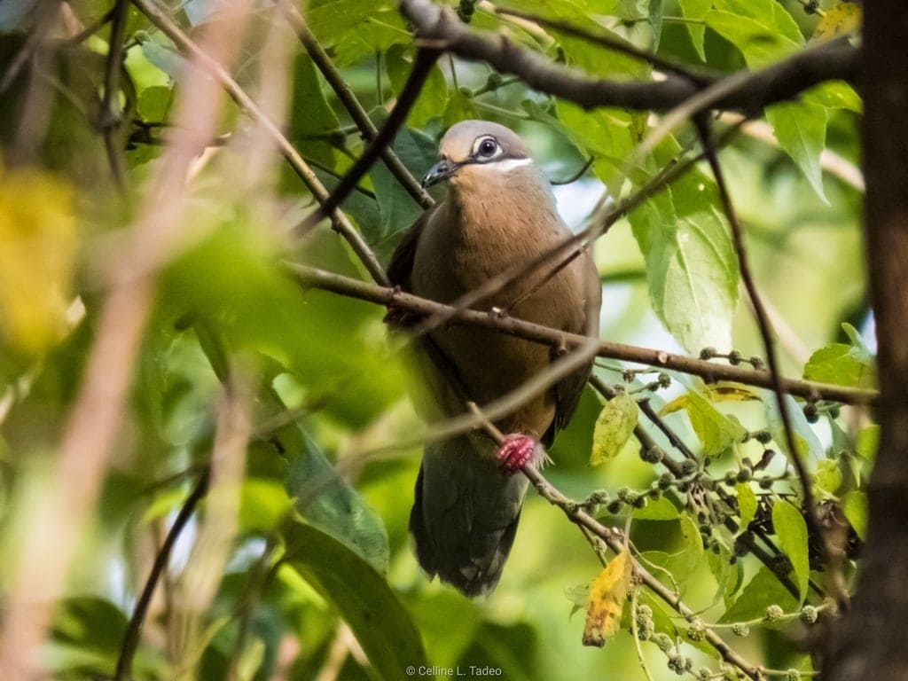 White-Eared Brown Dove (Phapitreron leucotis)