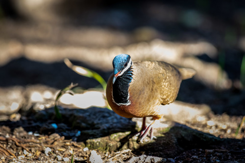 Blue-Headed Quail-Dove (Starnoenas cyanocephala)
