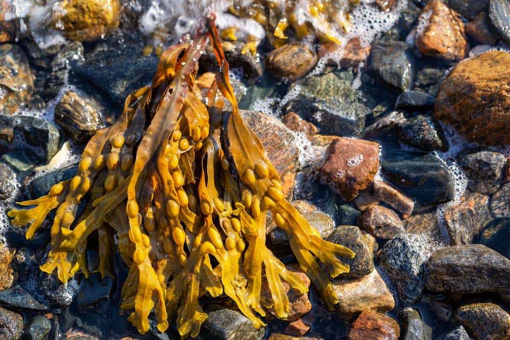 Phaeophyceae (Brown algae)