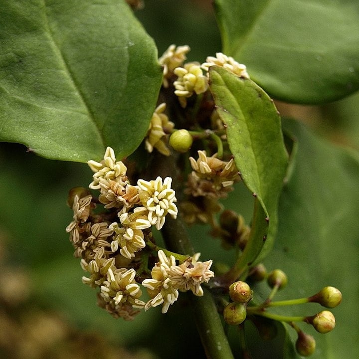 Order Amborellales (Amborella trichopoda)