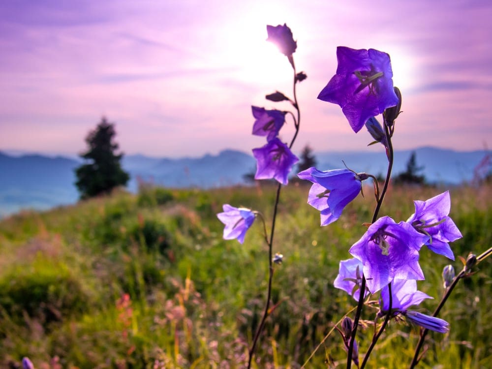 Bellflower plant on top of the mountain with a purple sunset background