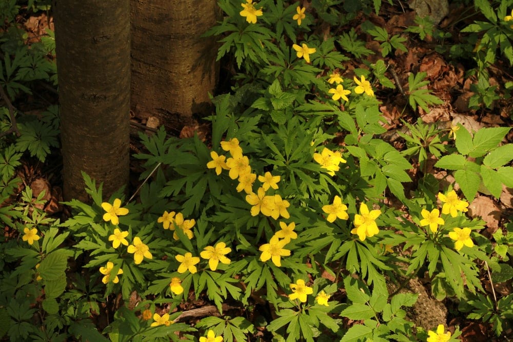 Order Eudicots - Buttercup plants