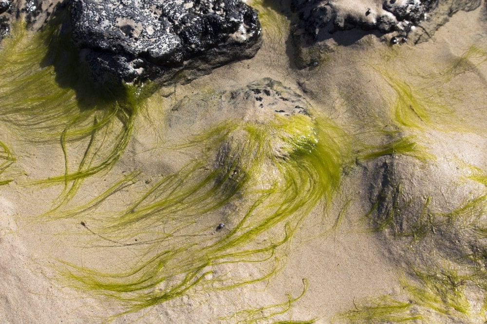 Chlorophyceae (Green algae)