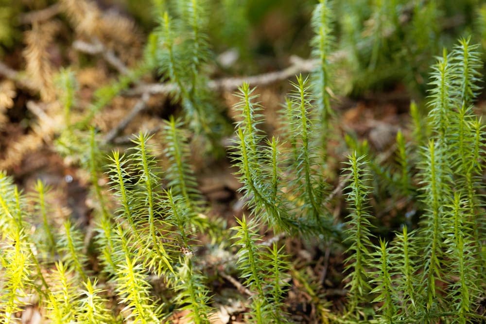 Lycopsida (Club moss)