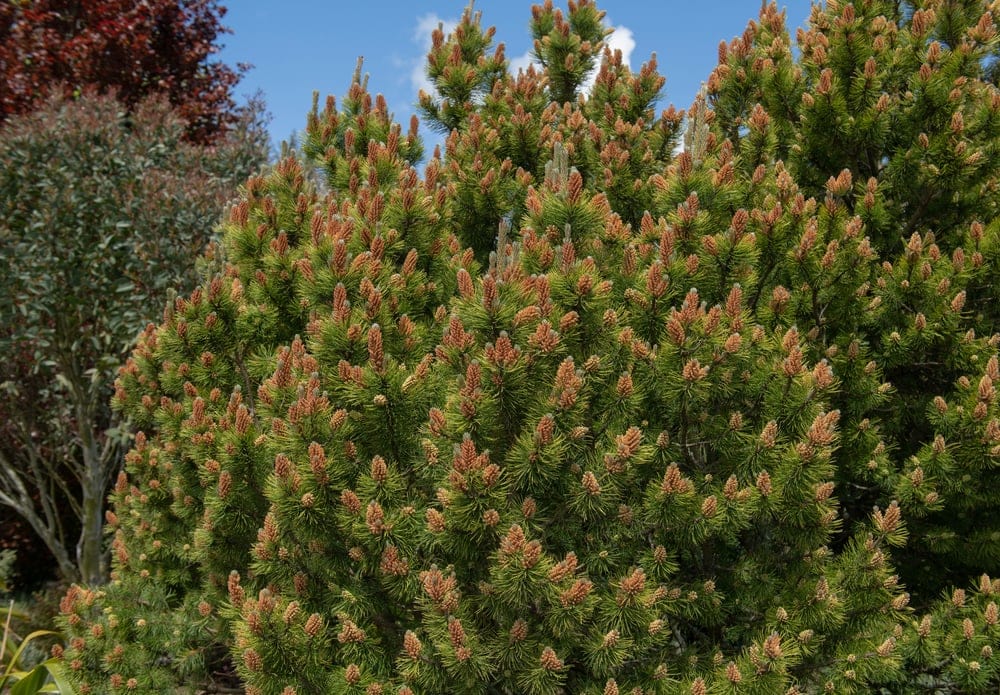 Subclass Pinidae (Conifers)