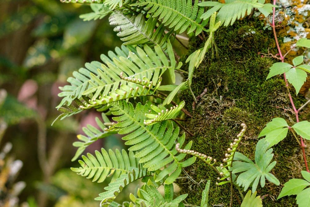 A type of plant under Cryptogam family