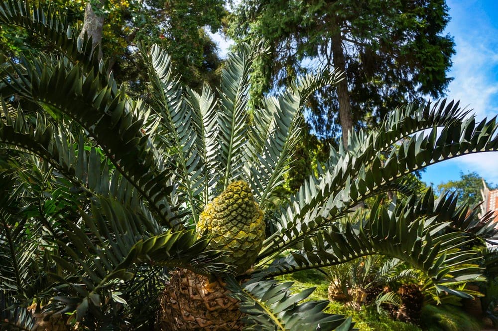 Subclass Cycadidae - Cycads