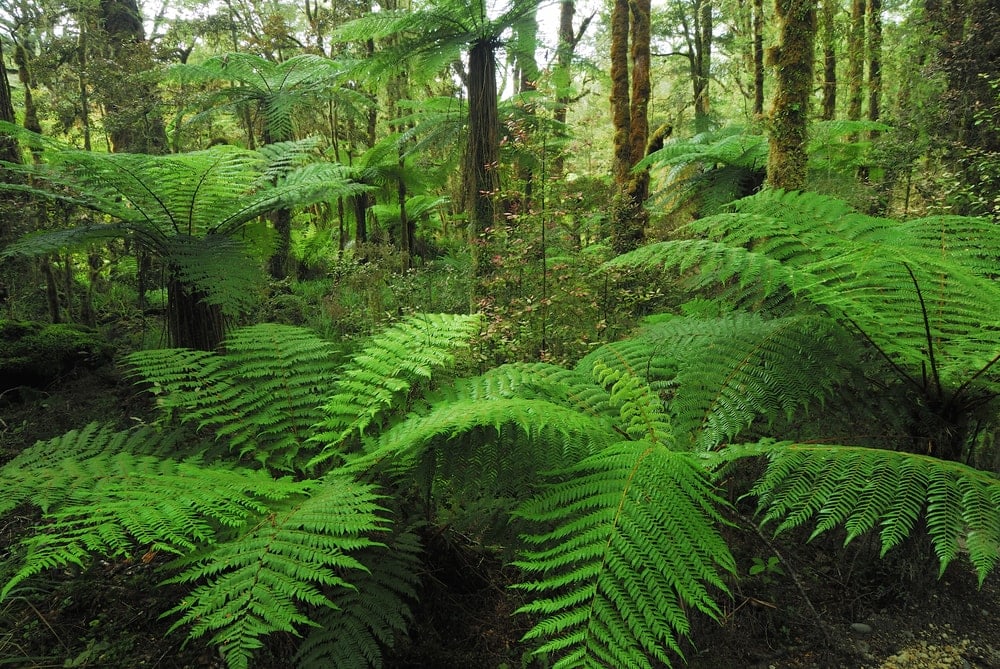 Pteropsida (Ferns)