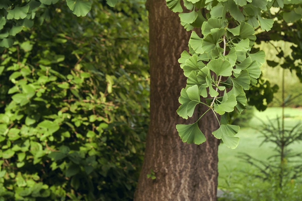 Subclass Ginkgoidae (Ginkgo Biloba)