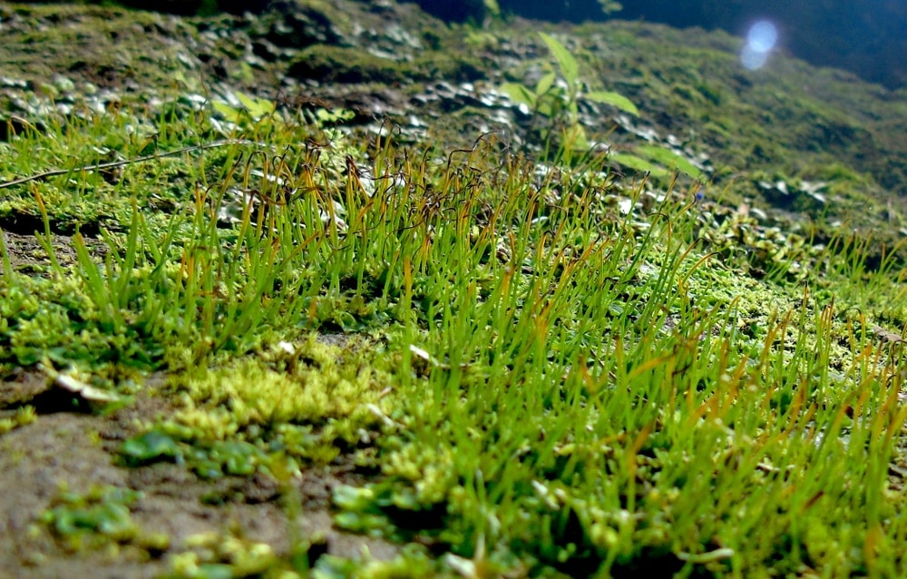 Hornworts