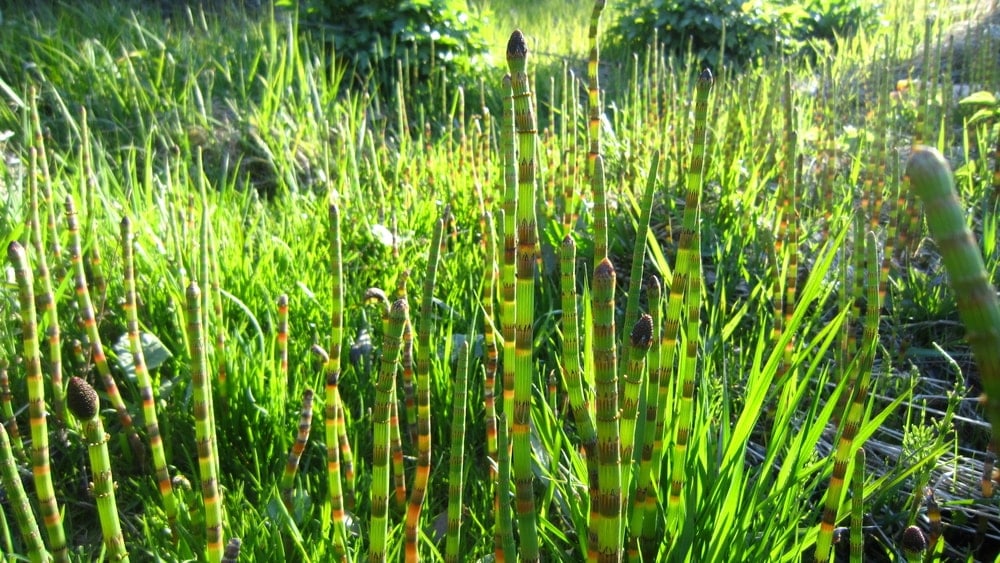 Sphenopsida (Horsetails)