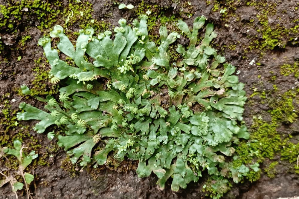 Liverworts