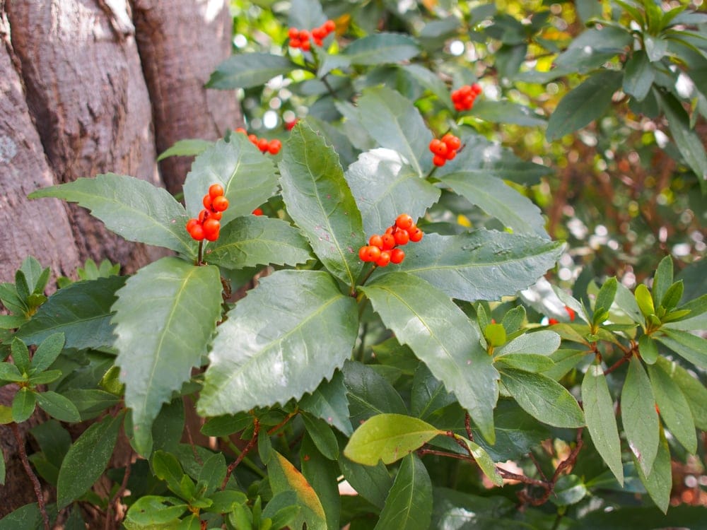 Sarcandra glabra (Bone-knitted Lotus)