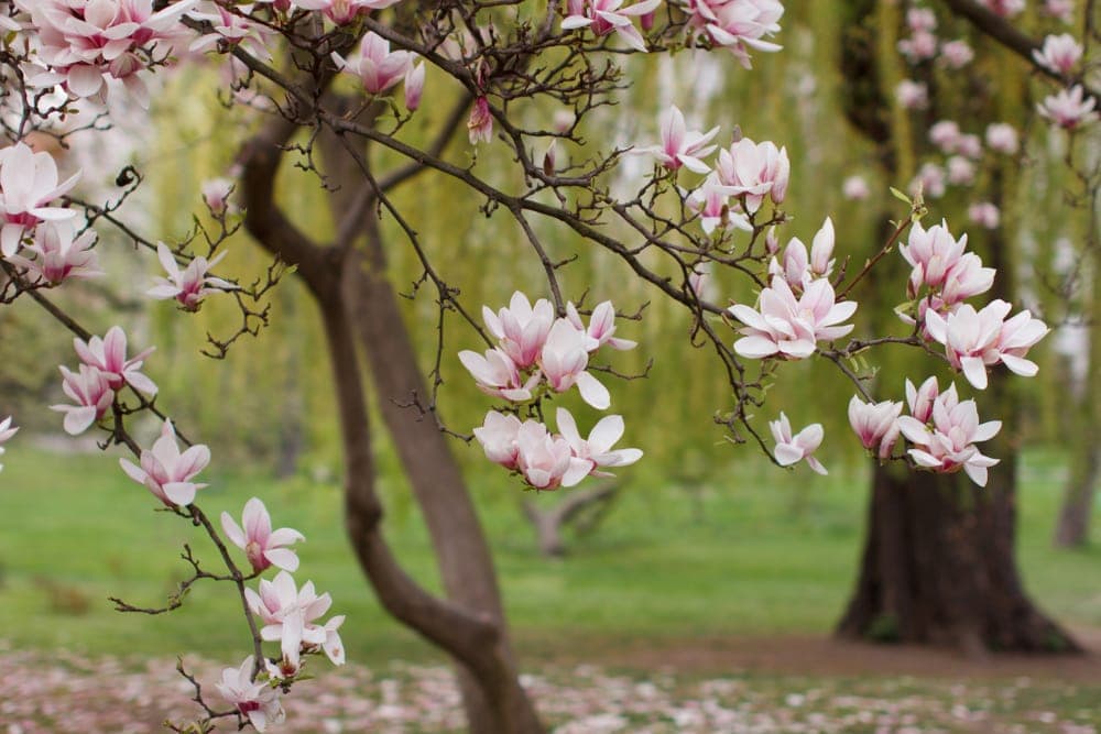 Order Magnoliids - Magnolia plant