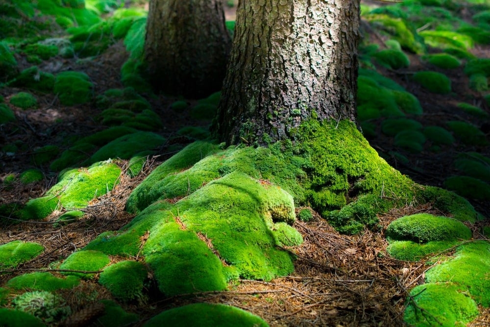 Mosses