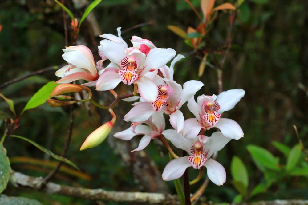 Order Monocots - Orchids